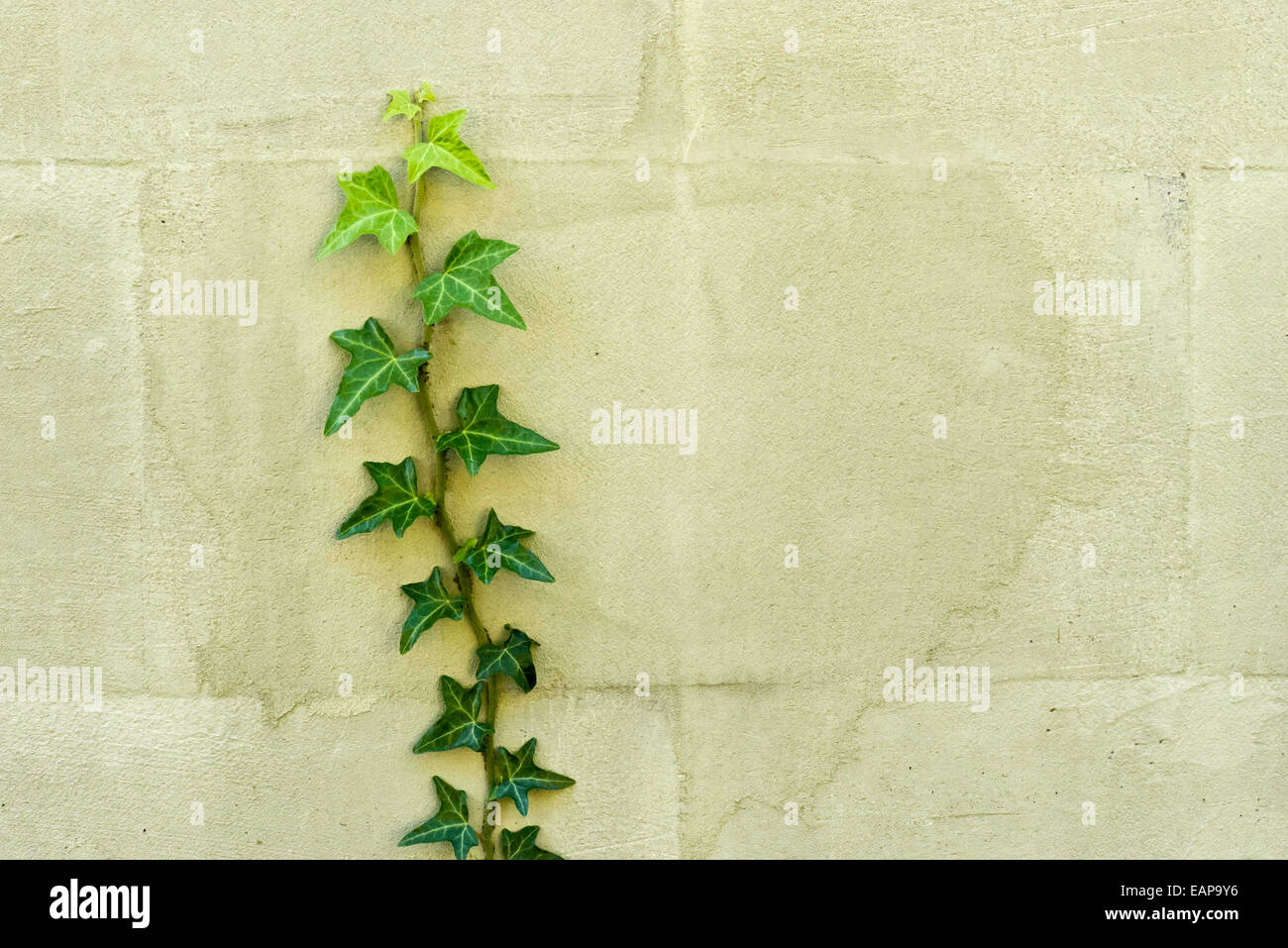 Efeu Pflanze, die an der Wand Stockfoto