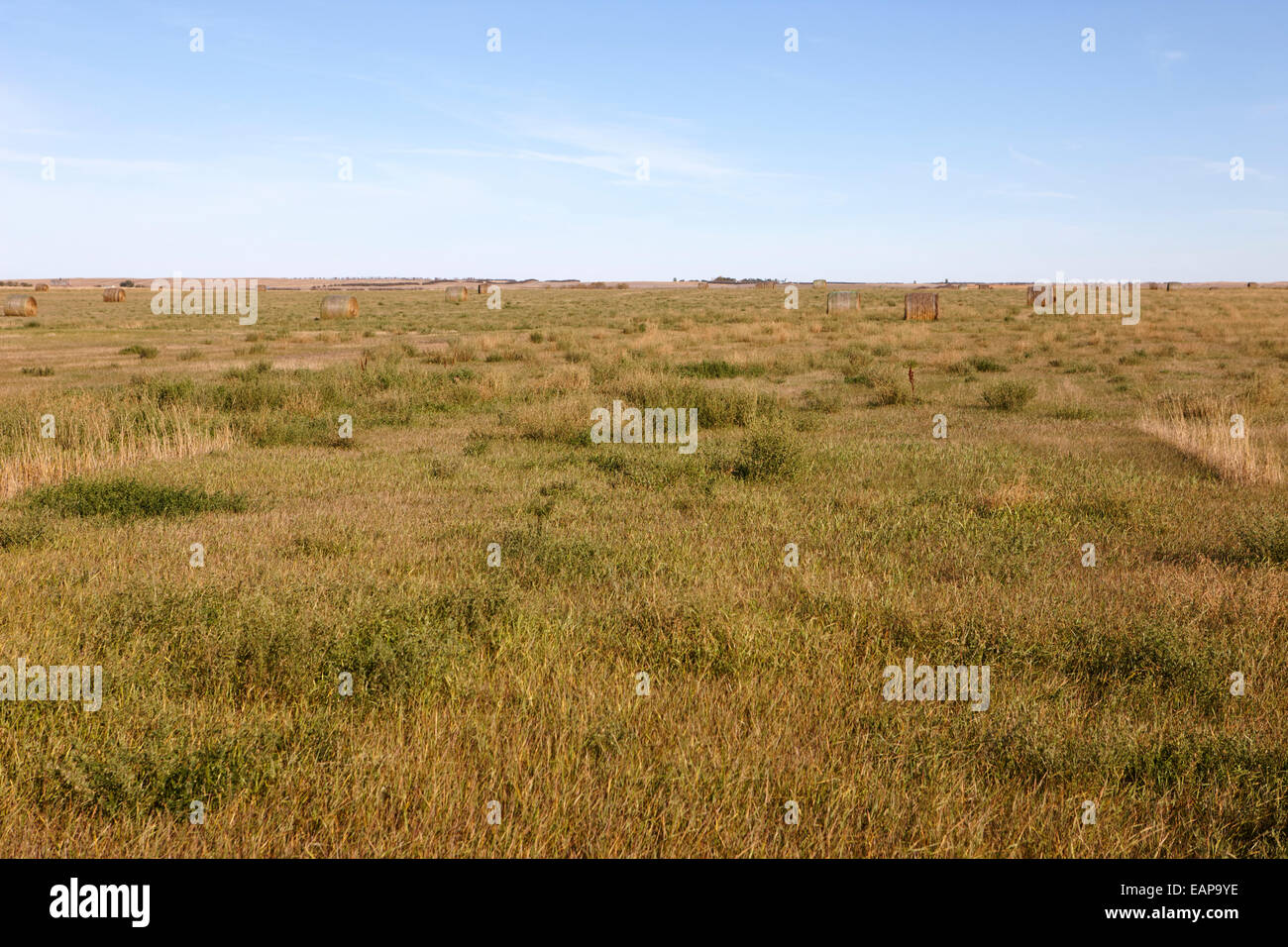 ländliche Prärie Grünland offene Felder Bengough Saskatchewan Kanada Stockfoto