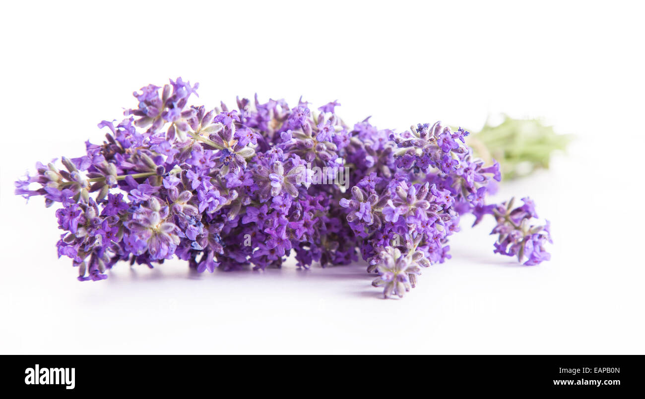 Studio Foto von isolierten Lavendel Blüten auf weißem Hintergrund Stockfoto