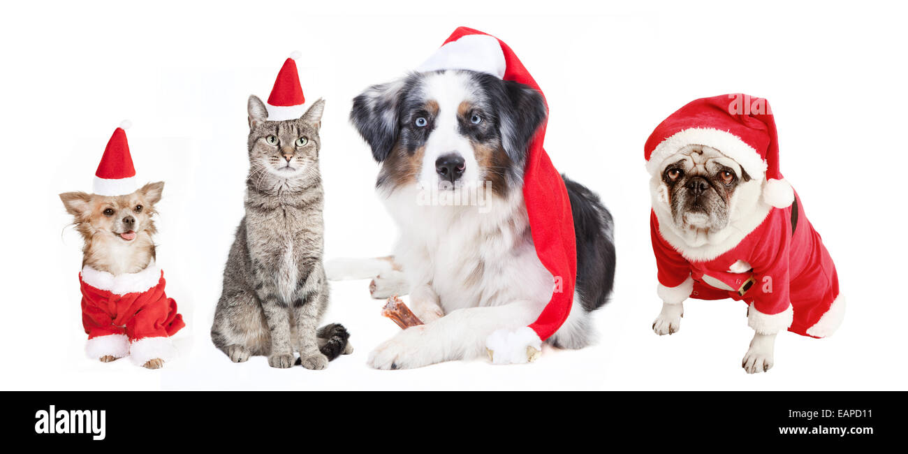 Hunde und Katze als Weihnachtsgeschenk, befreit, weißer Hintergrund, verkleidet als Weihnachtsmann, Ausschnitt Stockfoto