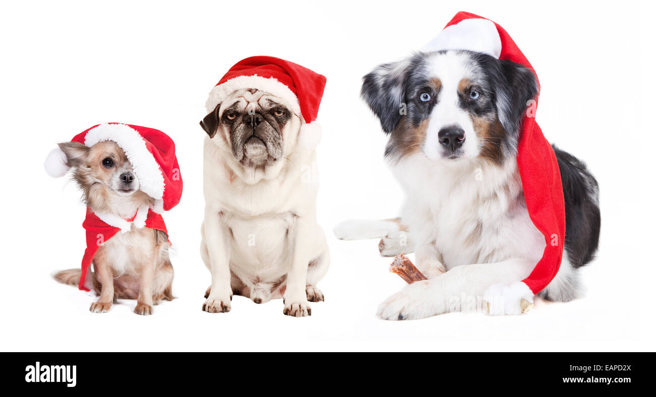 drei Hunde als Weihnachtsgeschenk, befreit, weißer Hintergrund, verkleidet als Weihnachtsmann, Ausschnitt Stockfoto