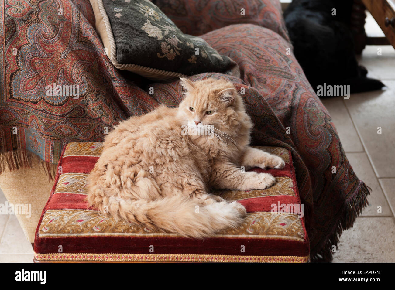Flauschige Katze sitzt auf einem Wandteppich Hocker mit paisley gemustertem Stoff im Hintergrund Stockfoto