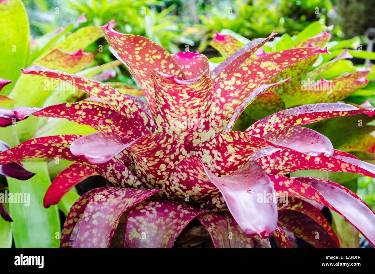 Schne rosa gestreifte Bltter der Bromelie (Aechmea Fasciata) in Thailand  Stockfotografie - Alamy