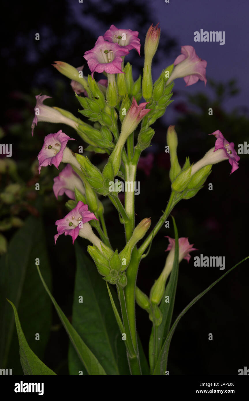 Nicotiana Tabacum "Silver River" Stockfoto