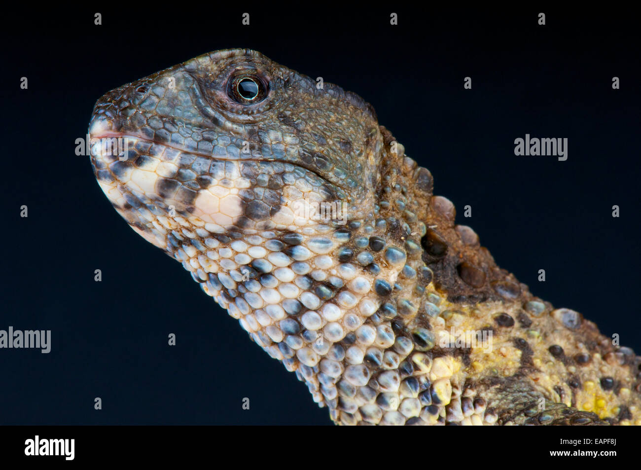 Chinesische Krokodil Eidechse / Shinisaurus Crocodilirus Stockfoto
