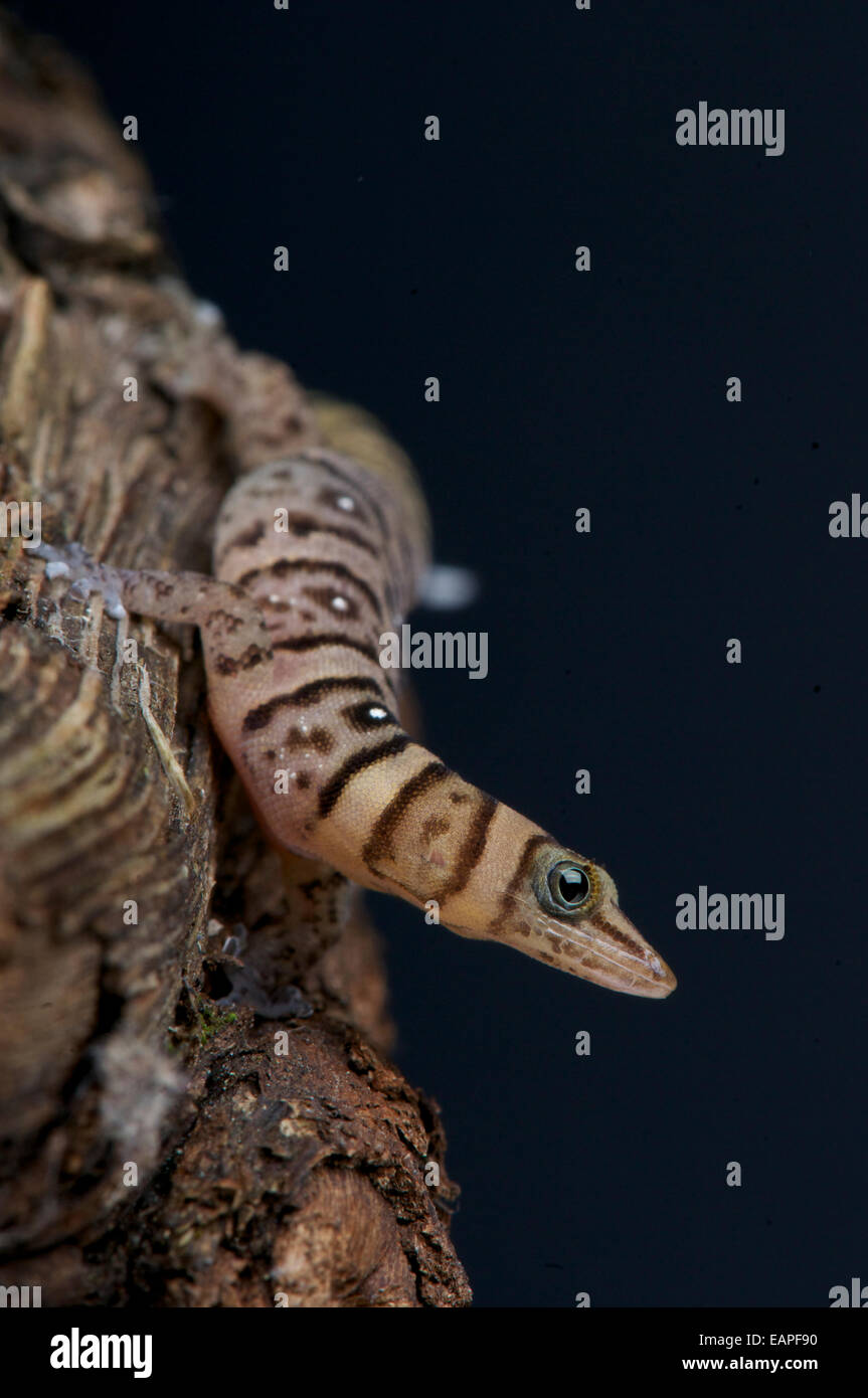 Gestreifter Zwerg Gecko / Sphaerodactylus Nigropunctatus Stockfoto