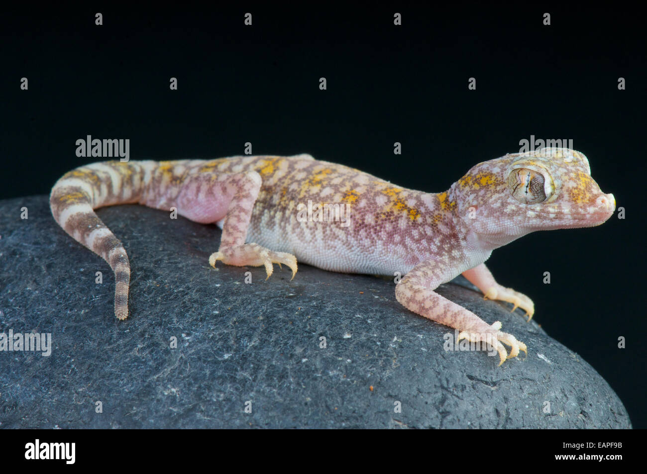 Sand Gecko / Stenodactylus Sthenodactylus Stockfoto
