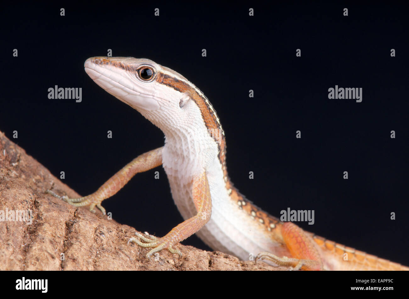 Gefleckte Grass Lizard / Takydromus Sexlineatus Occelatus Stockfoto