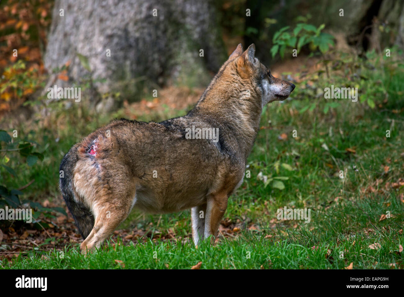 Unterstellten Europäischen graue Wolf (Canis Lupus) Woundad über Heck nach Kampf mit dominanten alpha-Männchen abgesenkt Stockfoto