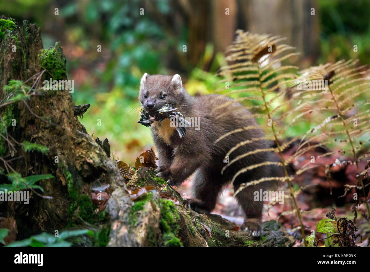 Europäischen Baummarder (Martes Martes) mit Gefangenen Singvogel Beute im Mund im Wald Stockfoto