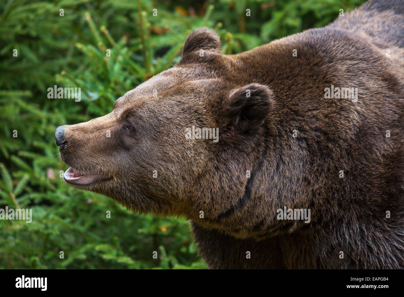 Europäischer Braunbär (Ursus Arctos Arctos) Nahaufnahme des Kopfes Stockfoto