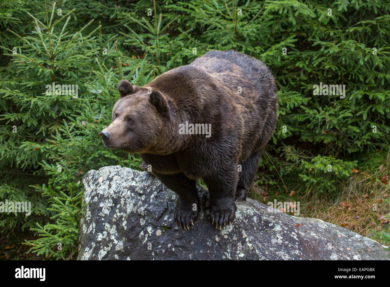 Europäischer Braunbär (Ursus Arctos Arctos) auf Felsen im Pinienwald Stockfoto