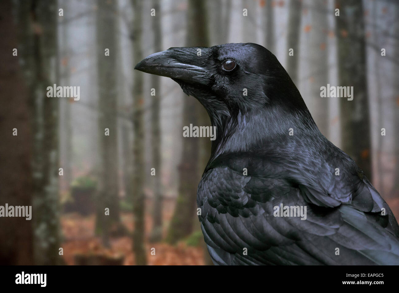 Nahaufnahme eines gemeinsamen Raven / northern raven (Corvus Corax) im herbstlichen Wald Stockfoto