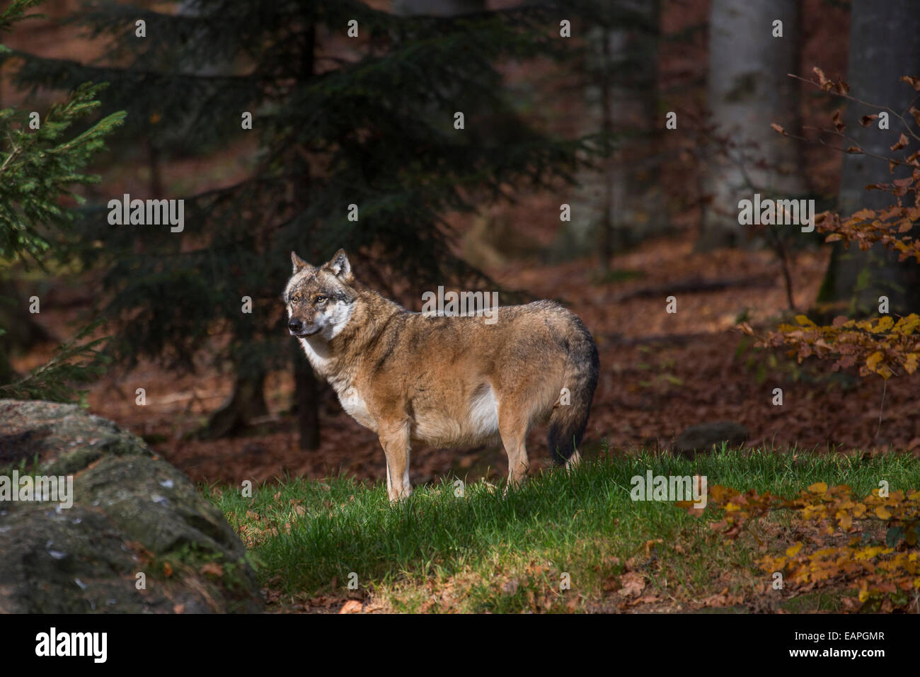 Europäische graue Wolf (Canis Lupus) im herbstlichen Wald Stockfoto