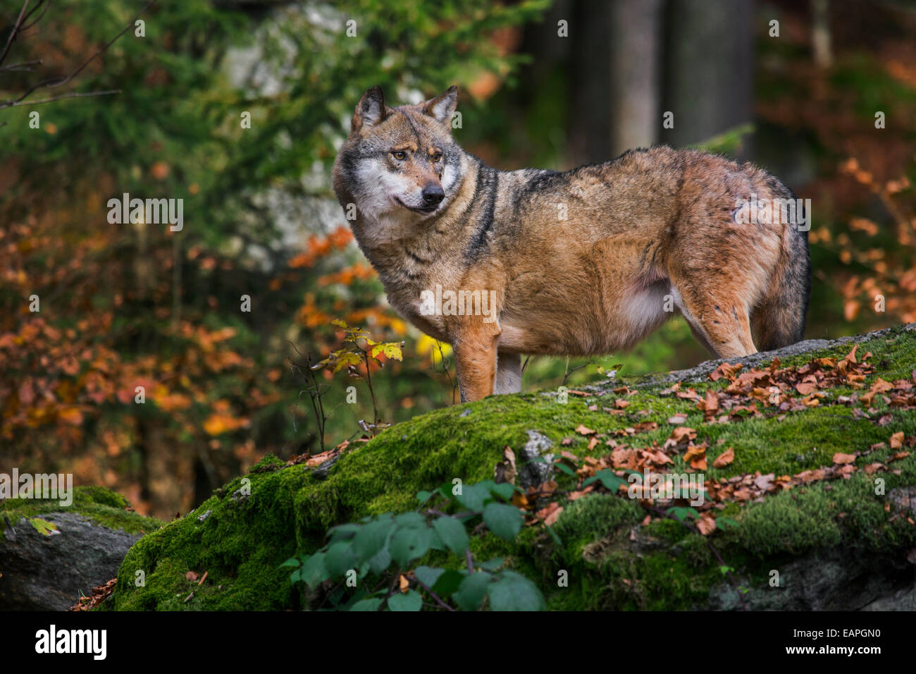 Europäischer Grauwolf (Canis Lupus), die auf der Suche nach Beute aus Fels im herbstlichen Wald Stockfoto