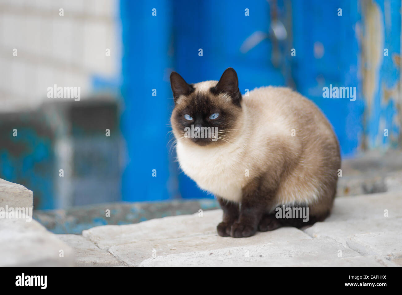 Anmutige siamesische Katze mit blauen Augen Stockfoto