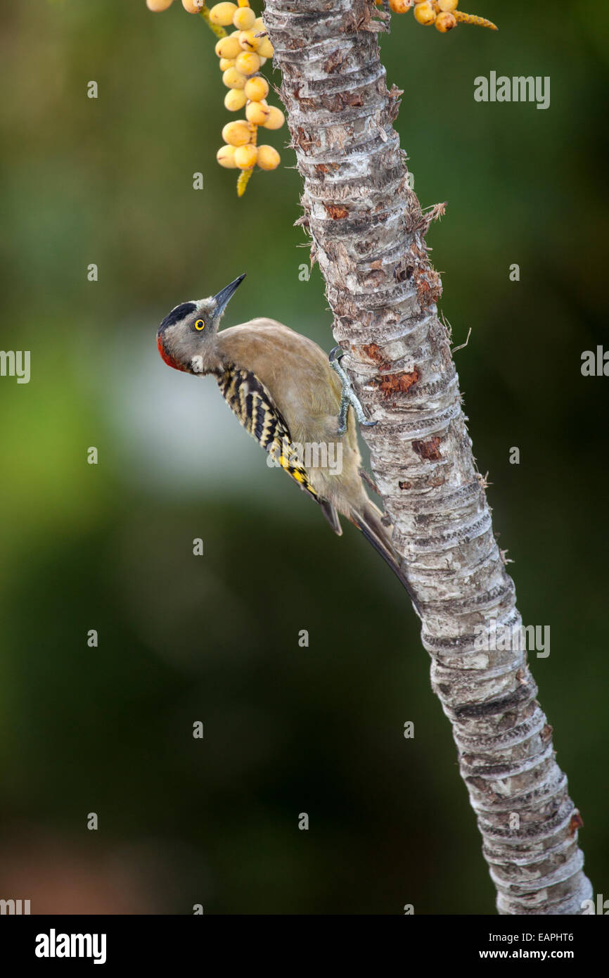 Hispanolian Specht Stockfoto