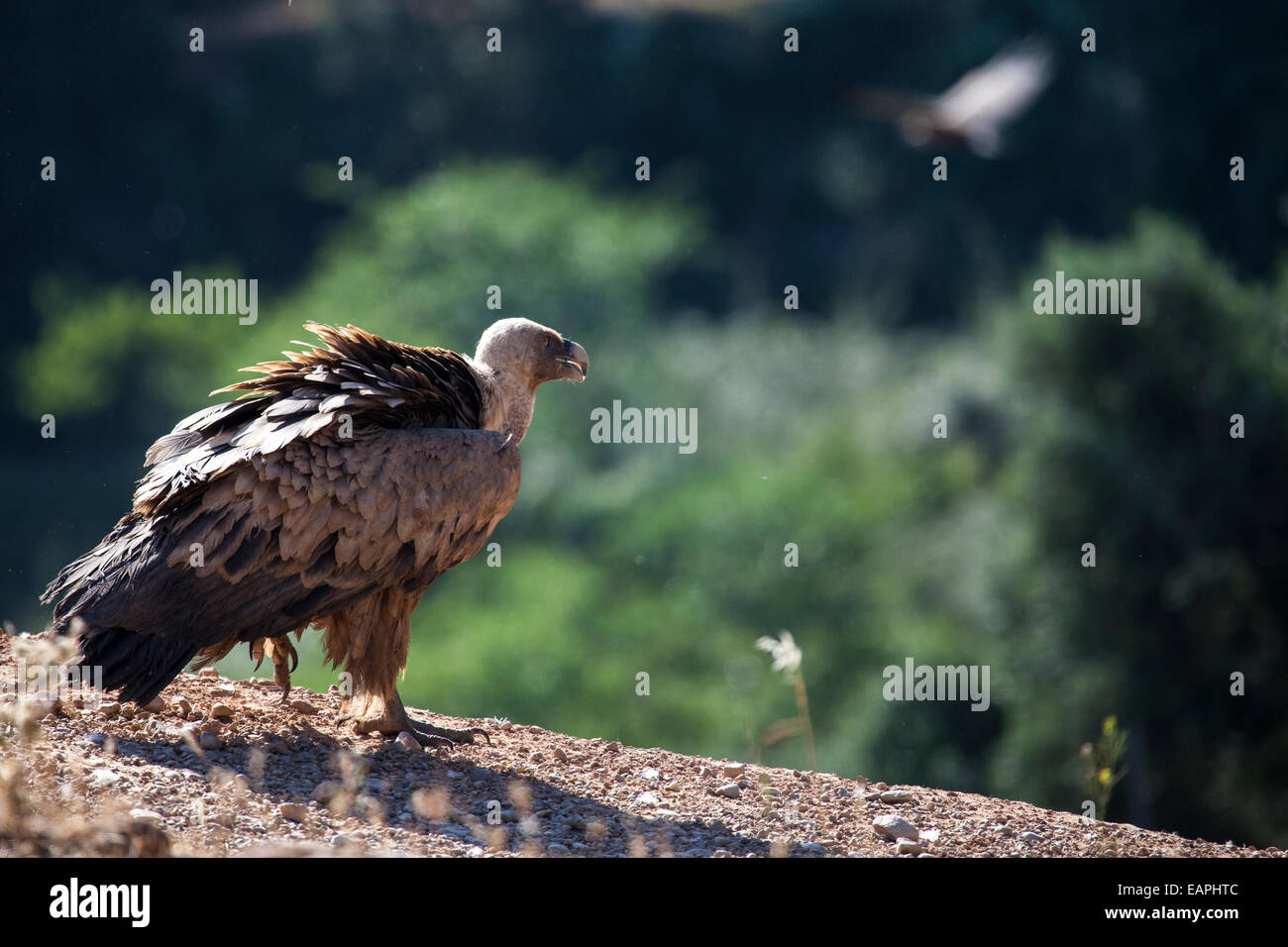 Griffon ausziehen wird vorbereitet Stockfoto