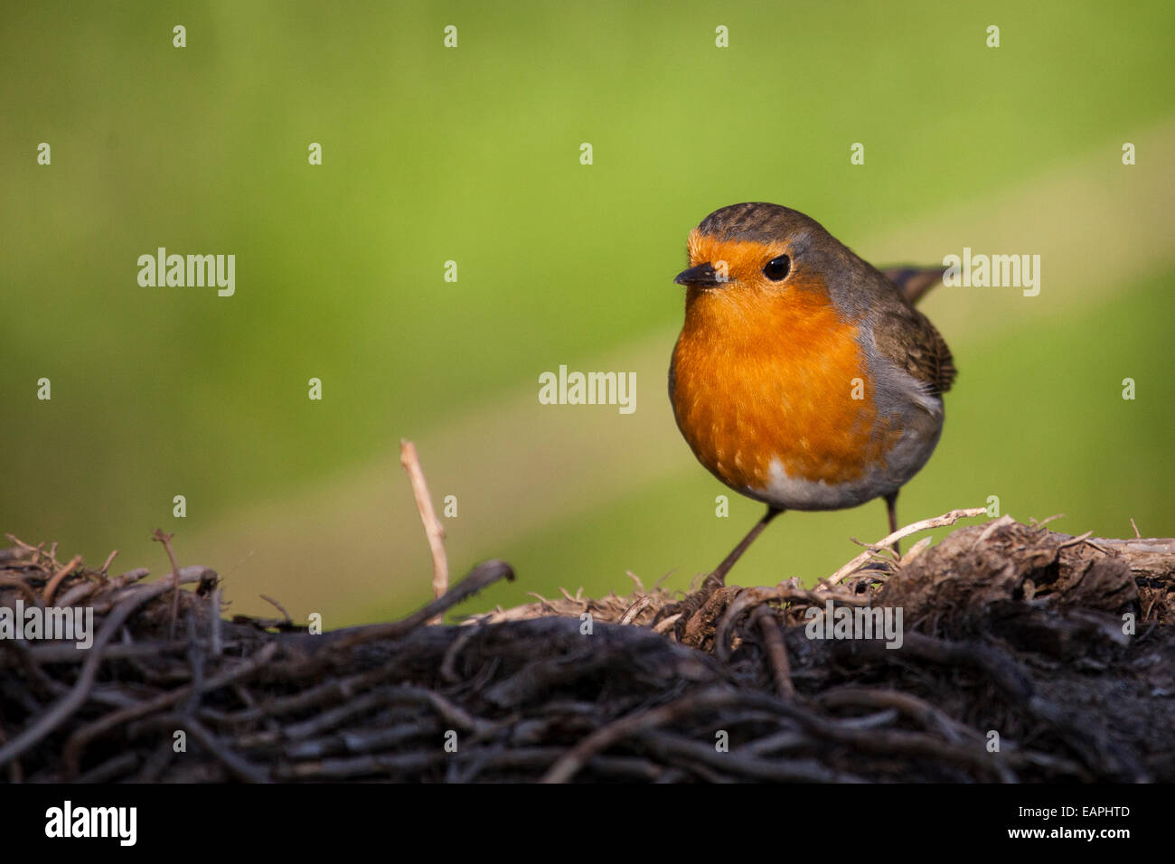 Rotkehlchen Stockfoto