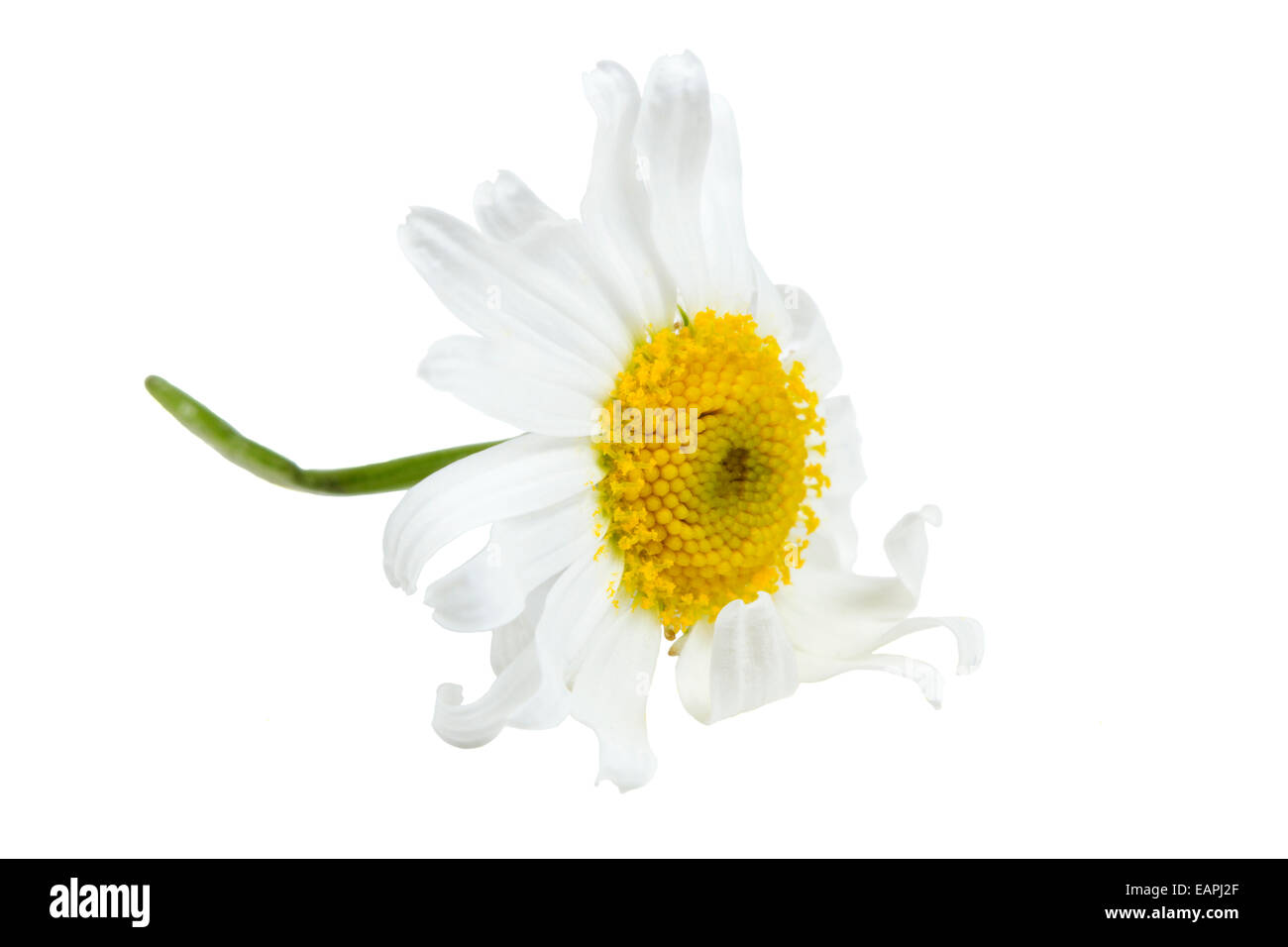 White Daisy Nahaufnahme isoliert auf weißem Hintergrund Stockfoto
