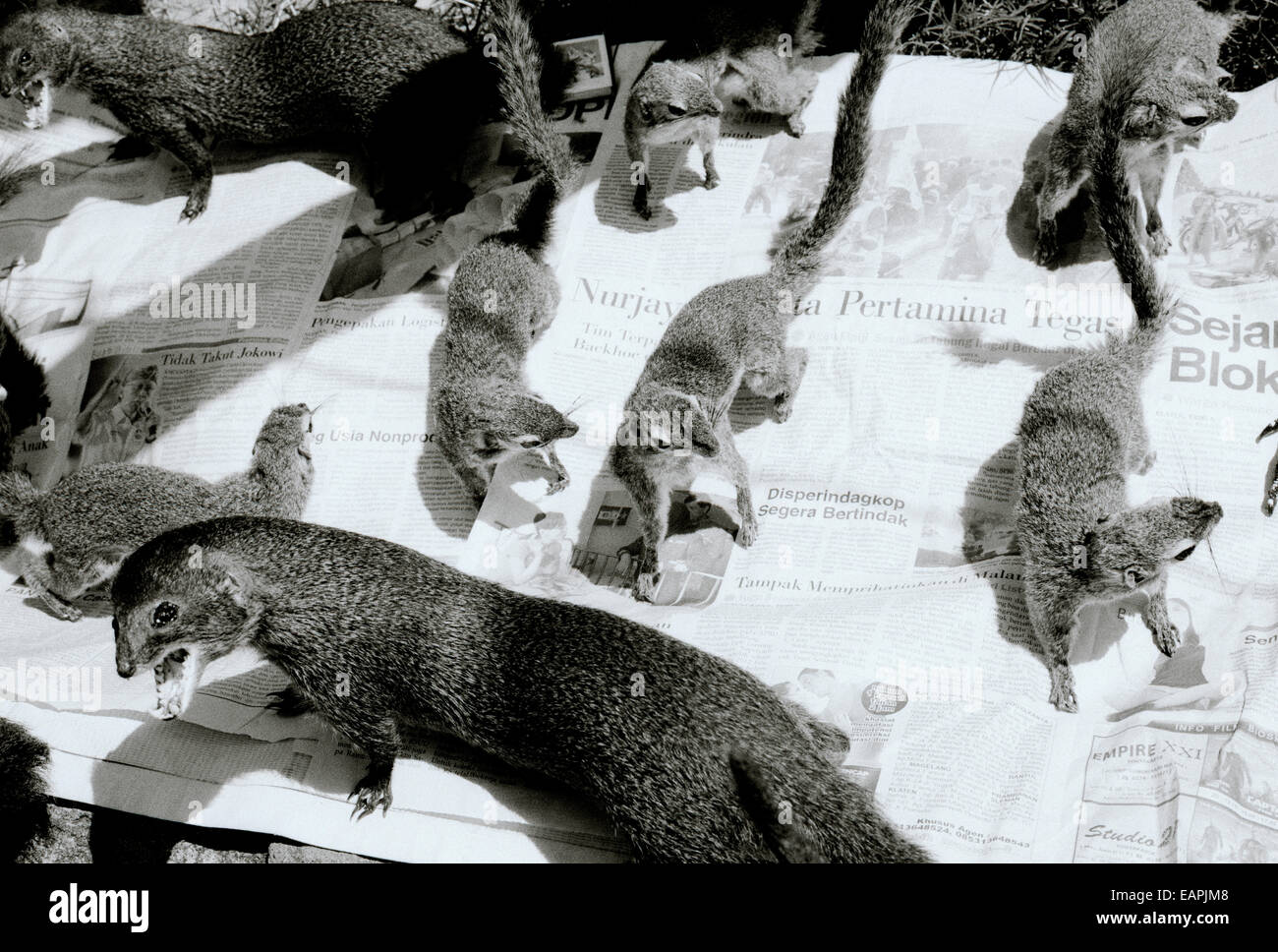 Reisen Fotografie - Stofftier Marktstand in Yogyakarta auf Java in Indonesien in Südostasien im Fernen Osten. Tiere Nagetier noch Leben b&w Stockfoto