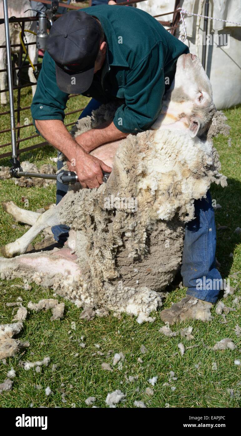 Mann ein Schaf zu scheren. Stockfoto