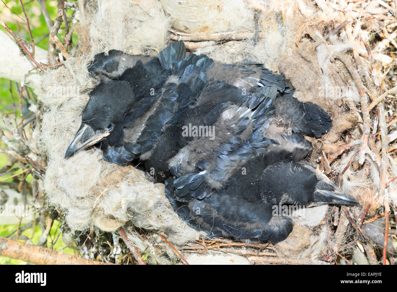 Nest von Corvus Corax, gemeinsame Raven in der Natur Stockfoto