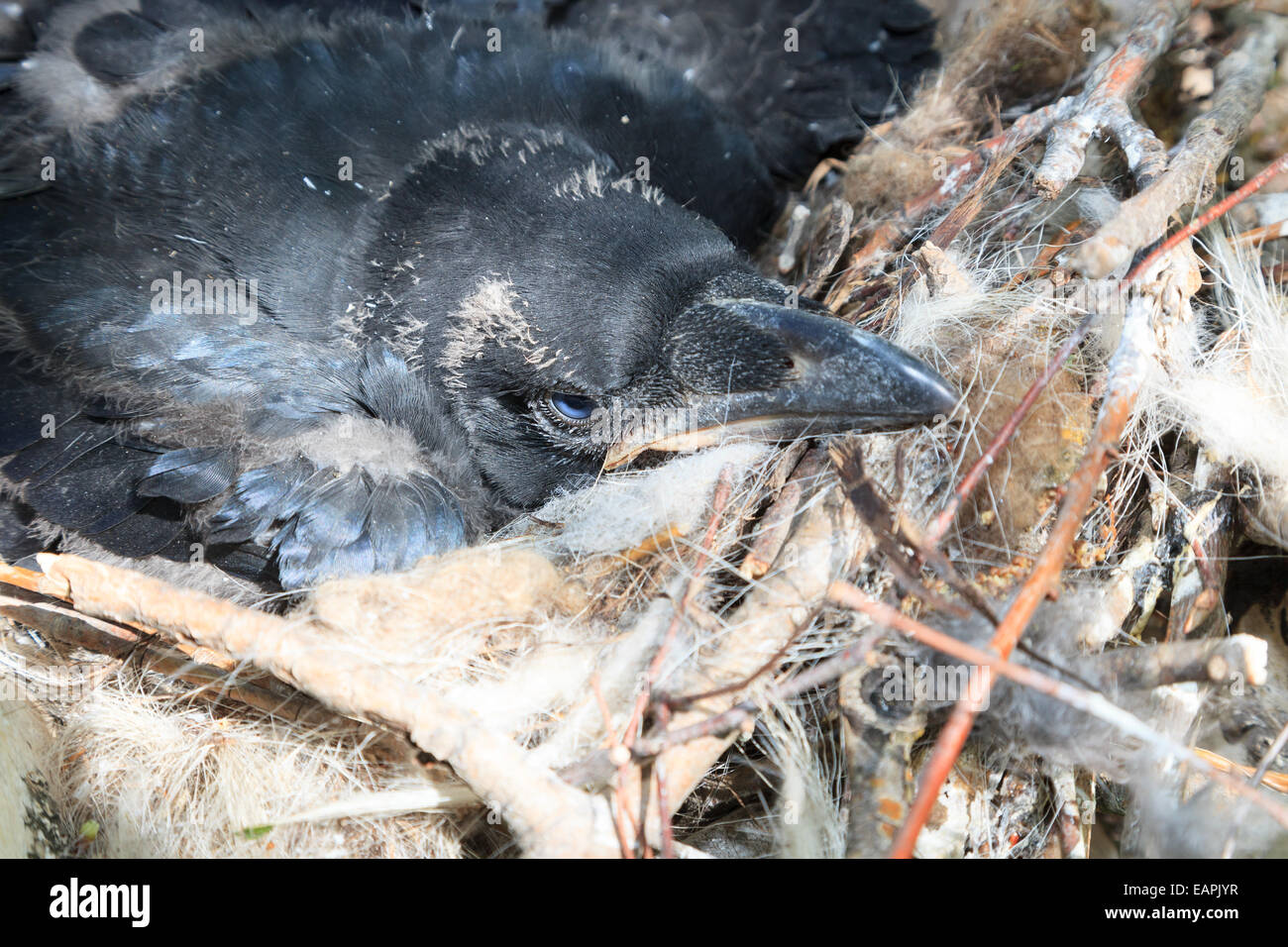 Nest von Corvus Corax, gemeinsame Raven in der Natur Stockfoto