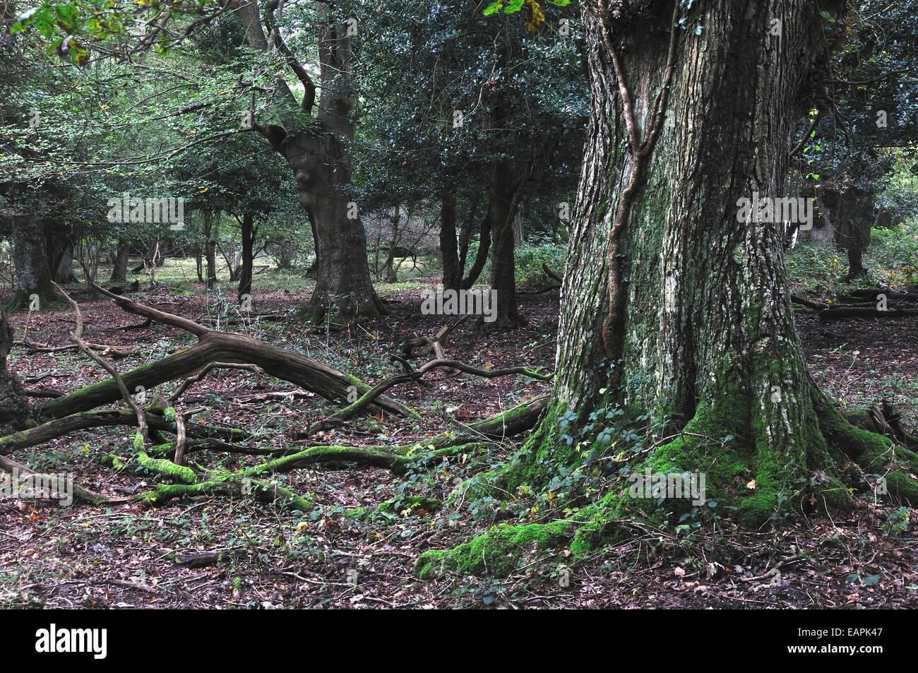 Rans Holz neuen Forest National Park UK Stockfoto