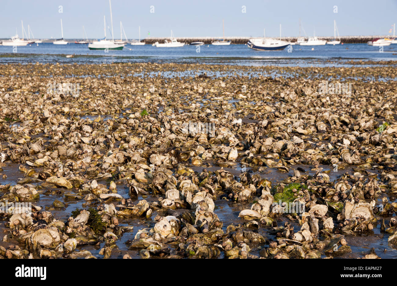 Natürliche Oyster Reef in Provincetown, Cape Cod, Massachusetts. Stockfoto