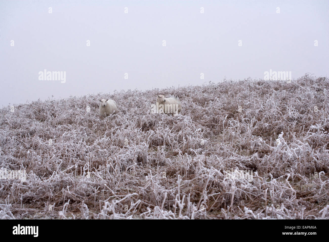 Winter, Hergest Ridge Stockfoto