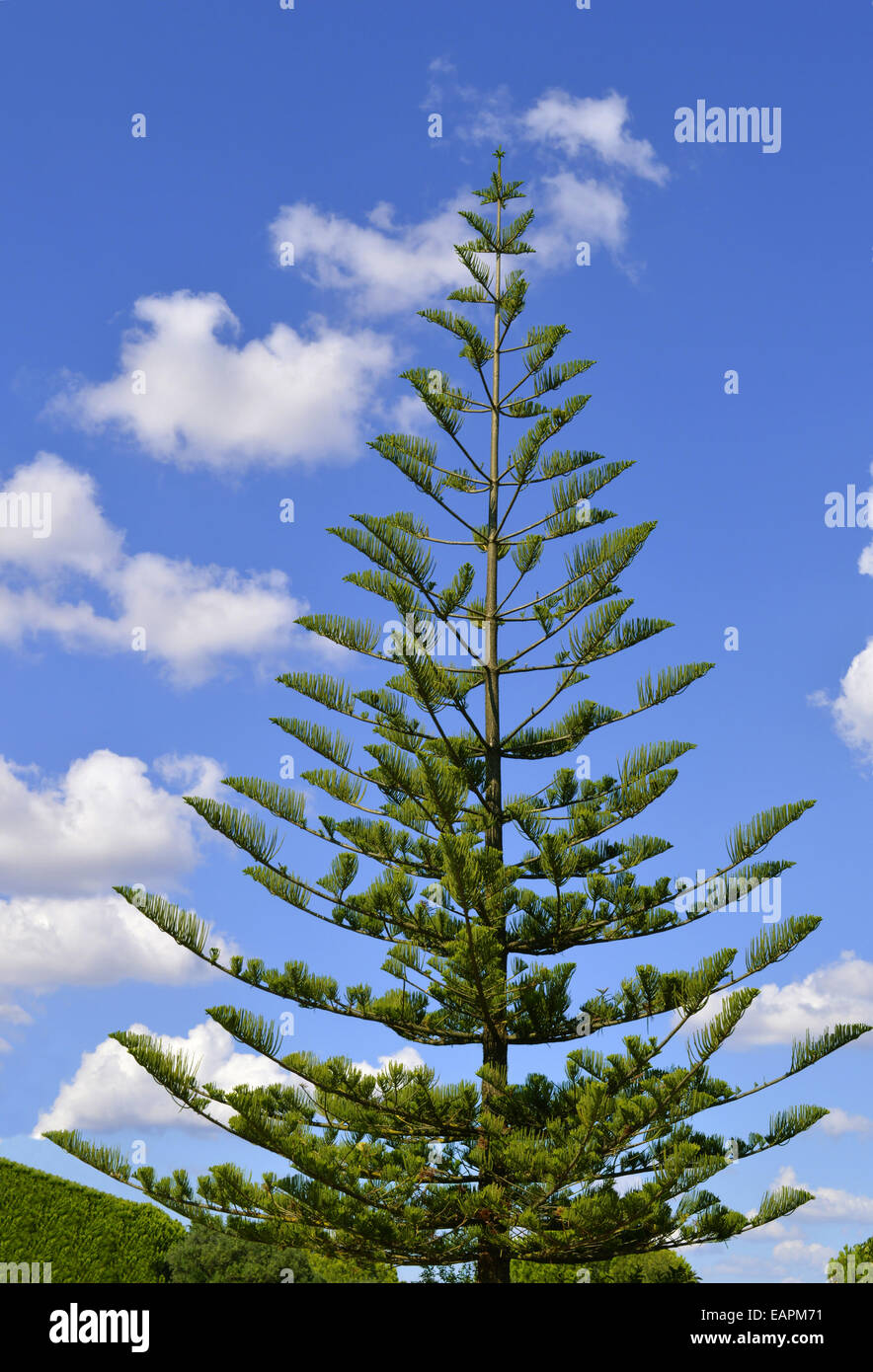 Norfolk Insel Kiefer, lateinischer Name Araucaria Heterophylla 'Glauca' Stockfoto