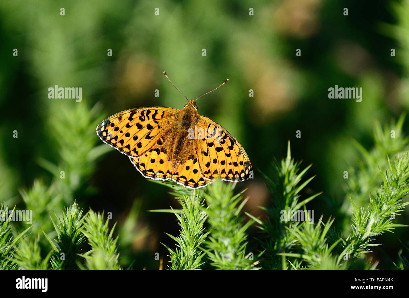 Dunkel grün Fritillary butterfly Stockfoto