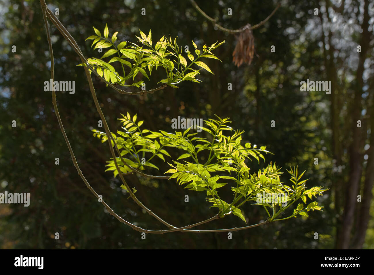 Europäische oder gemeinsame Esche (Fraxinus Excelsior).  Typische umgedrehten Enden des unteren wachsende Äste auf eine Reife oder mittleren Alters Stockfoto