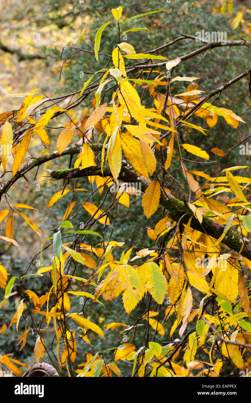 Gelbes Herbstlaub der süßen Kastanie Castanea sativa Stockfoto