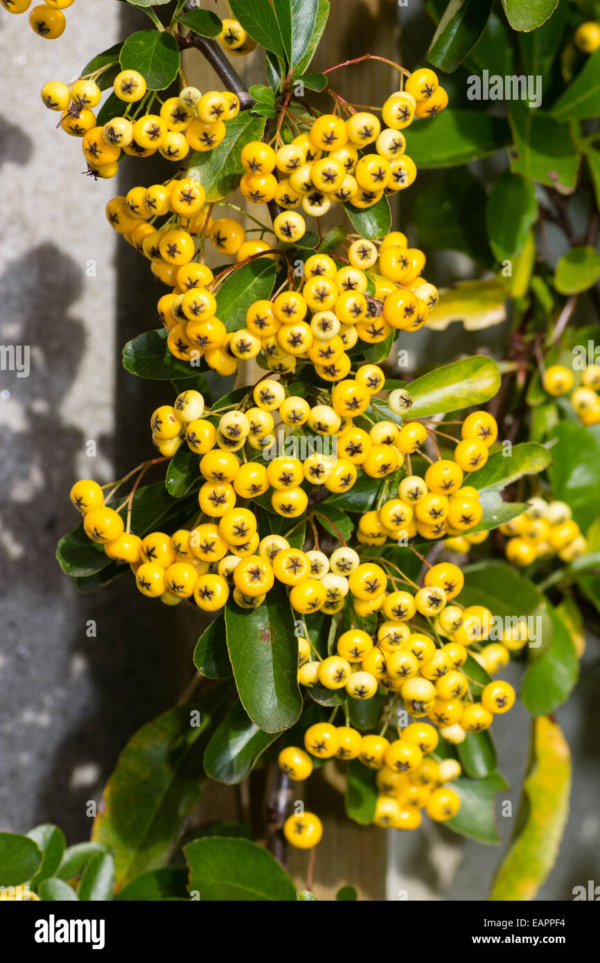 Blasse gelbe Herbst Beeren der Pyracantha 'Saphyr gelb' ausgebildet, gegen eine Wand. Stockfoto