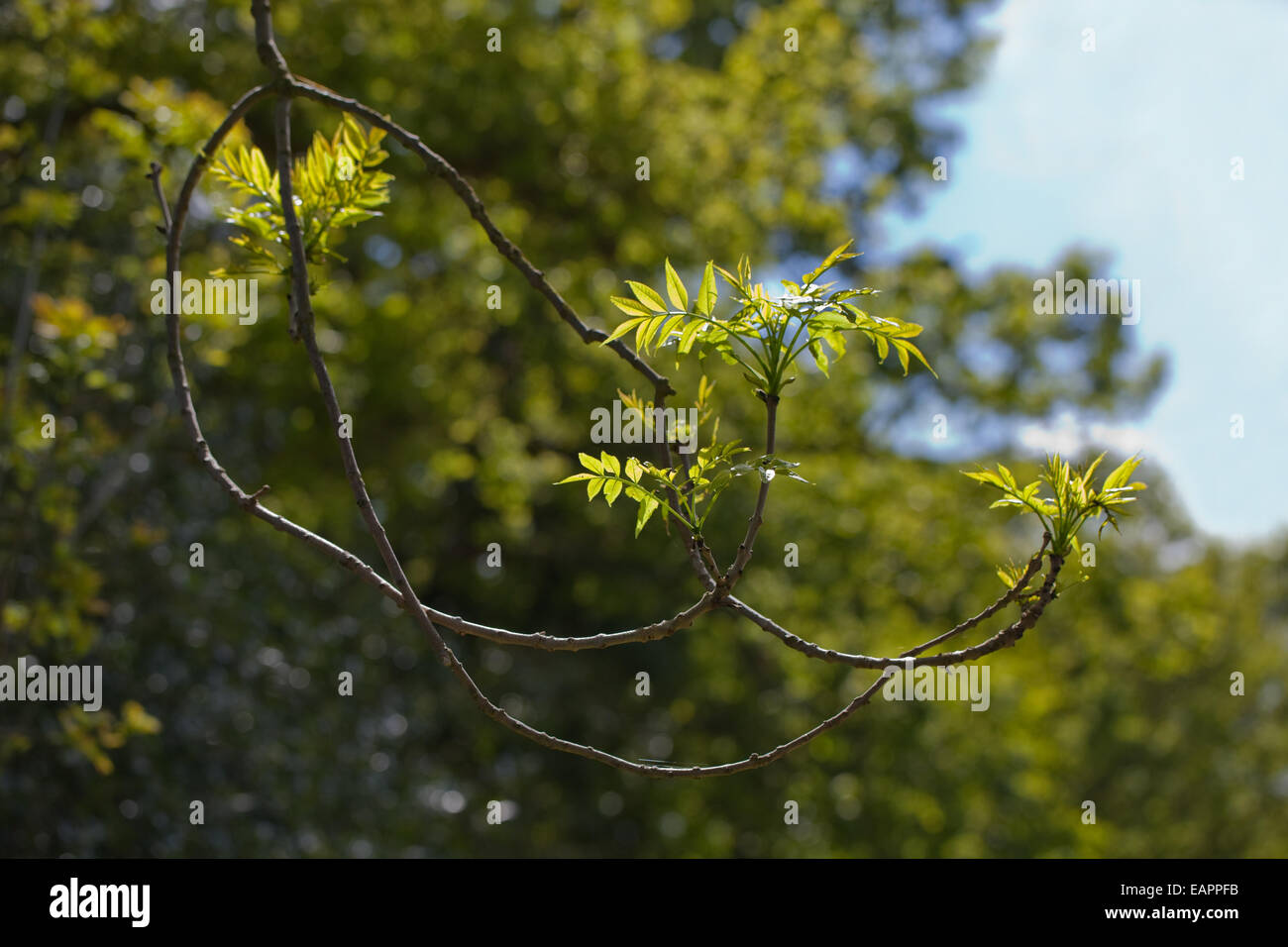Europäische oder gemeinsame Esche (Fraxinus Excelsior).  Typische umgedrehten Enden des unteren wachsende Äste auf eine Reife oder mittleren Alters Stockfoto