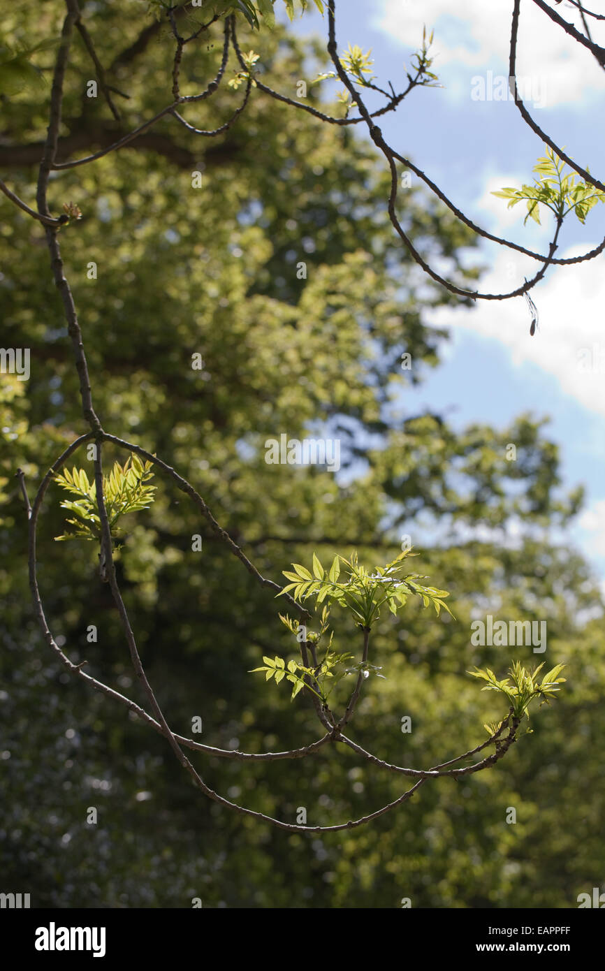 Europäische oder gemeinsame Esche (Fraxinus Excelsior).  Typische umgedrehten Enden des unteren wachsende Äste auf eine Reife oder mittleren Alters Stockfoto