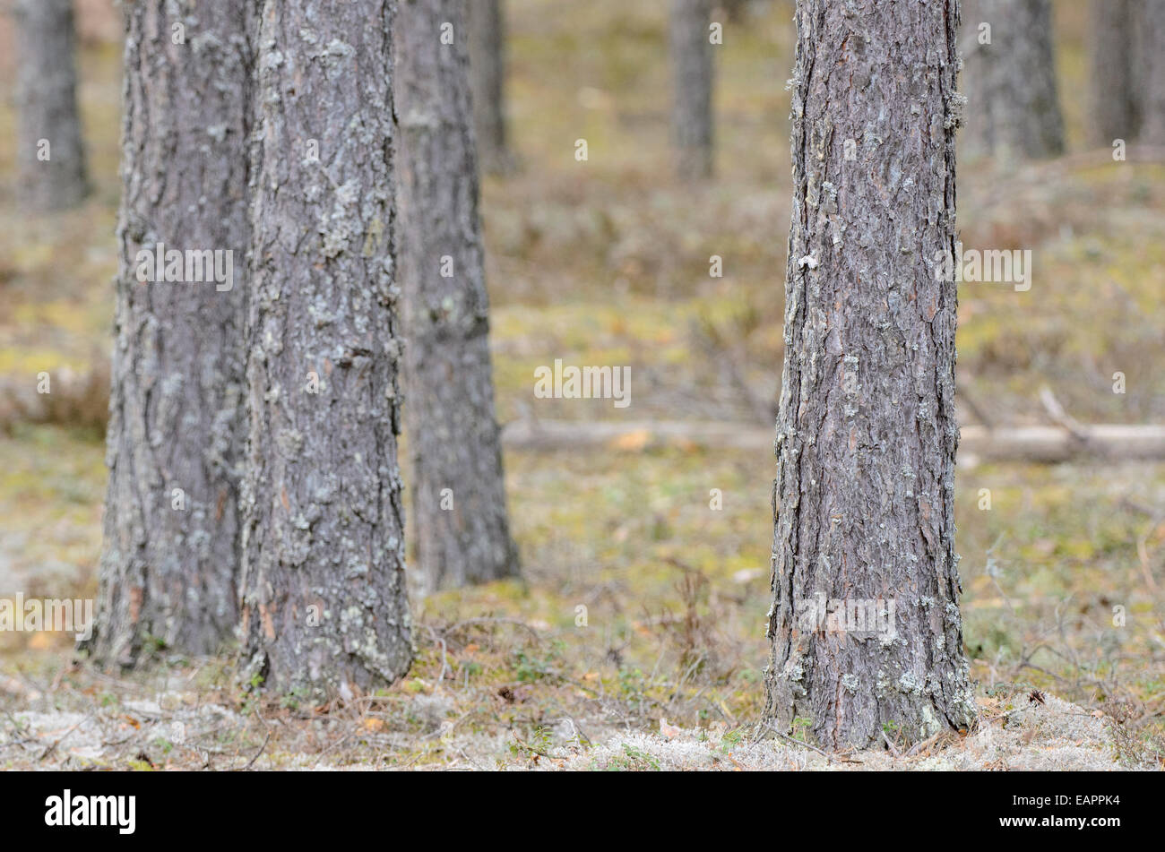 Stammholz der Kiefern in einem trockenen Wald Stockfoto