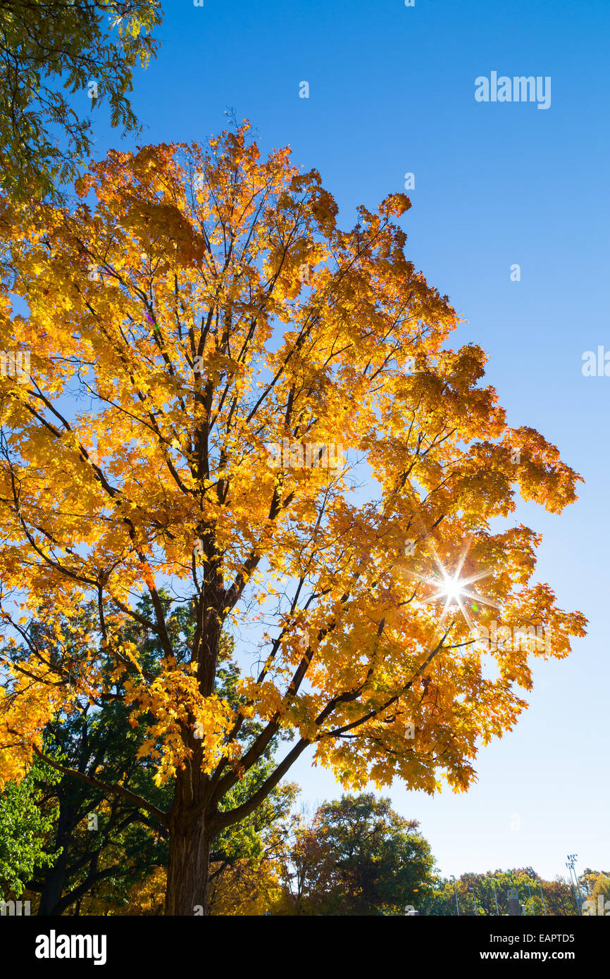 Eine helle gelbe Baum im Herbst Stockfoto