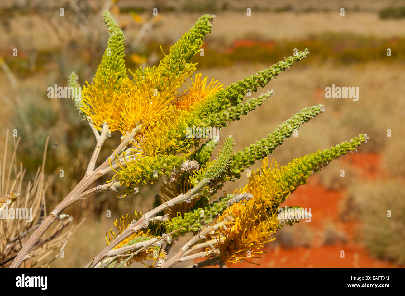 Grevillea Poorinda, Goldene Lyra, in der Nähe von Exmouth, WA, Australien Stockfoto