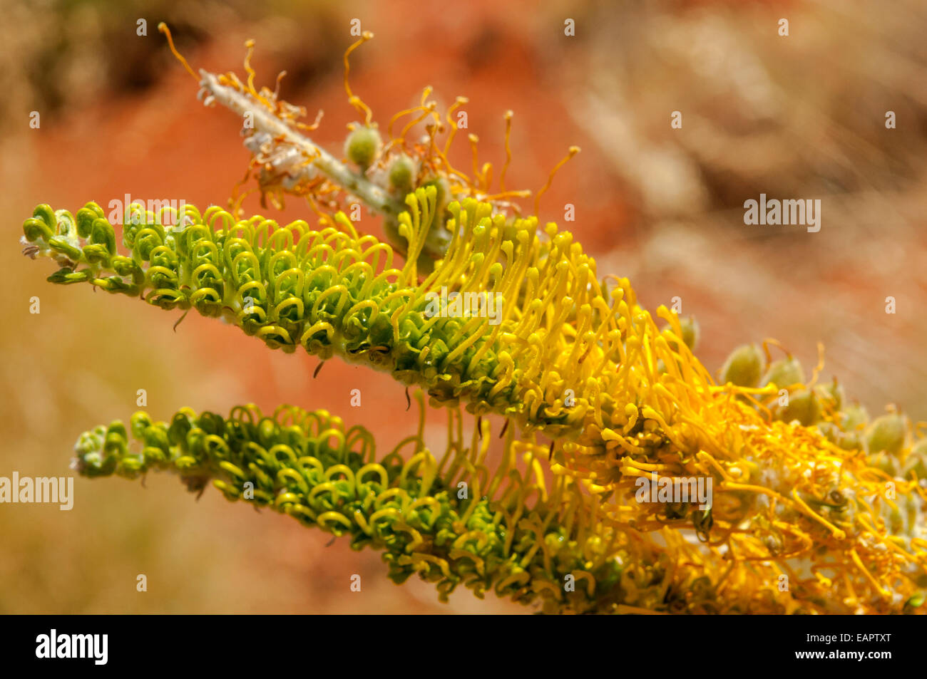 Grevillea Poorinda, Goldene Lyra, in der Nähe von Exmouth, WA, Australien Stockfoto