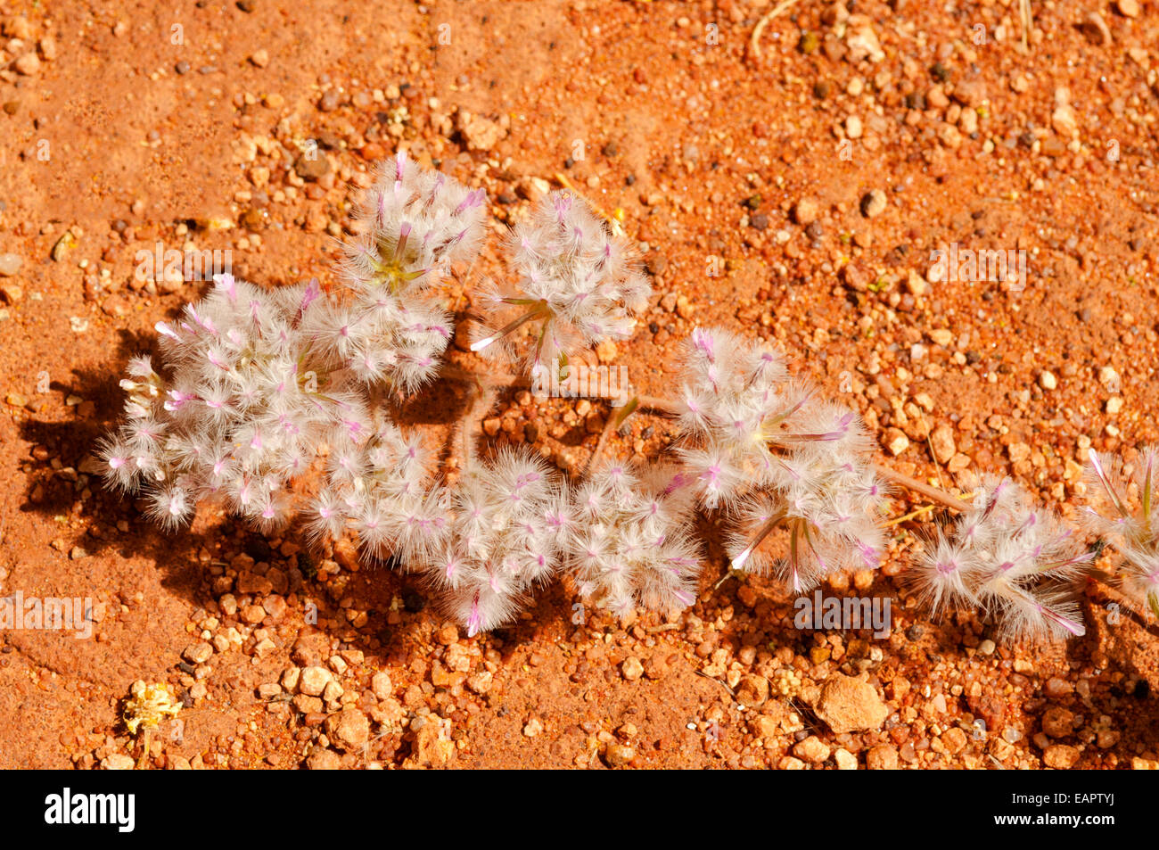 Ptilotus Manglesii, Rose-bestückte Mulla Mulla Stockfoto