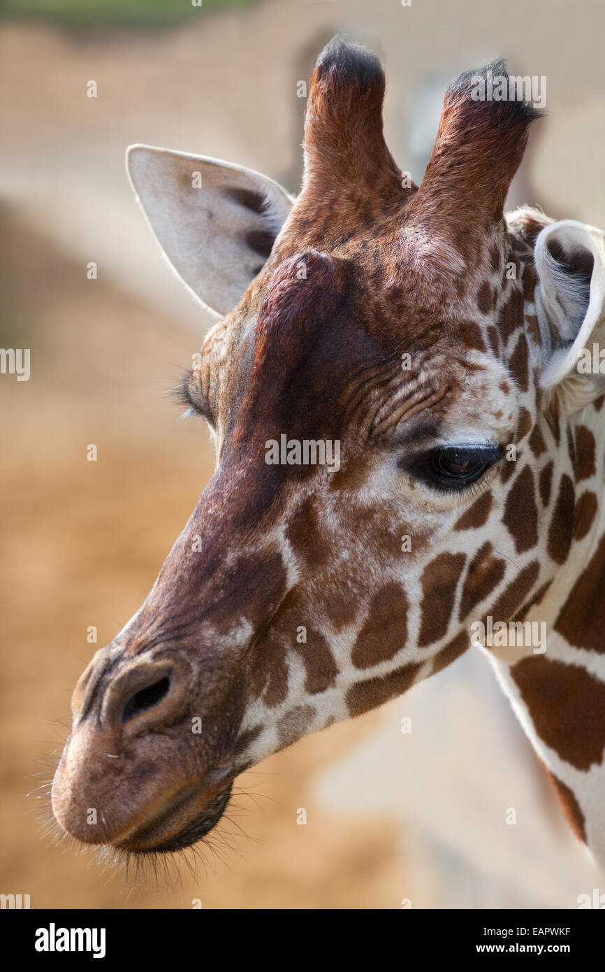Netzartige Giraffe (Giraffa Plancius Reticulata). Kopf zeigen typische Markierungen der Unterart. Hinweis "Ossicones" Hörner Stockfoto