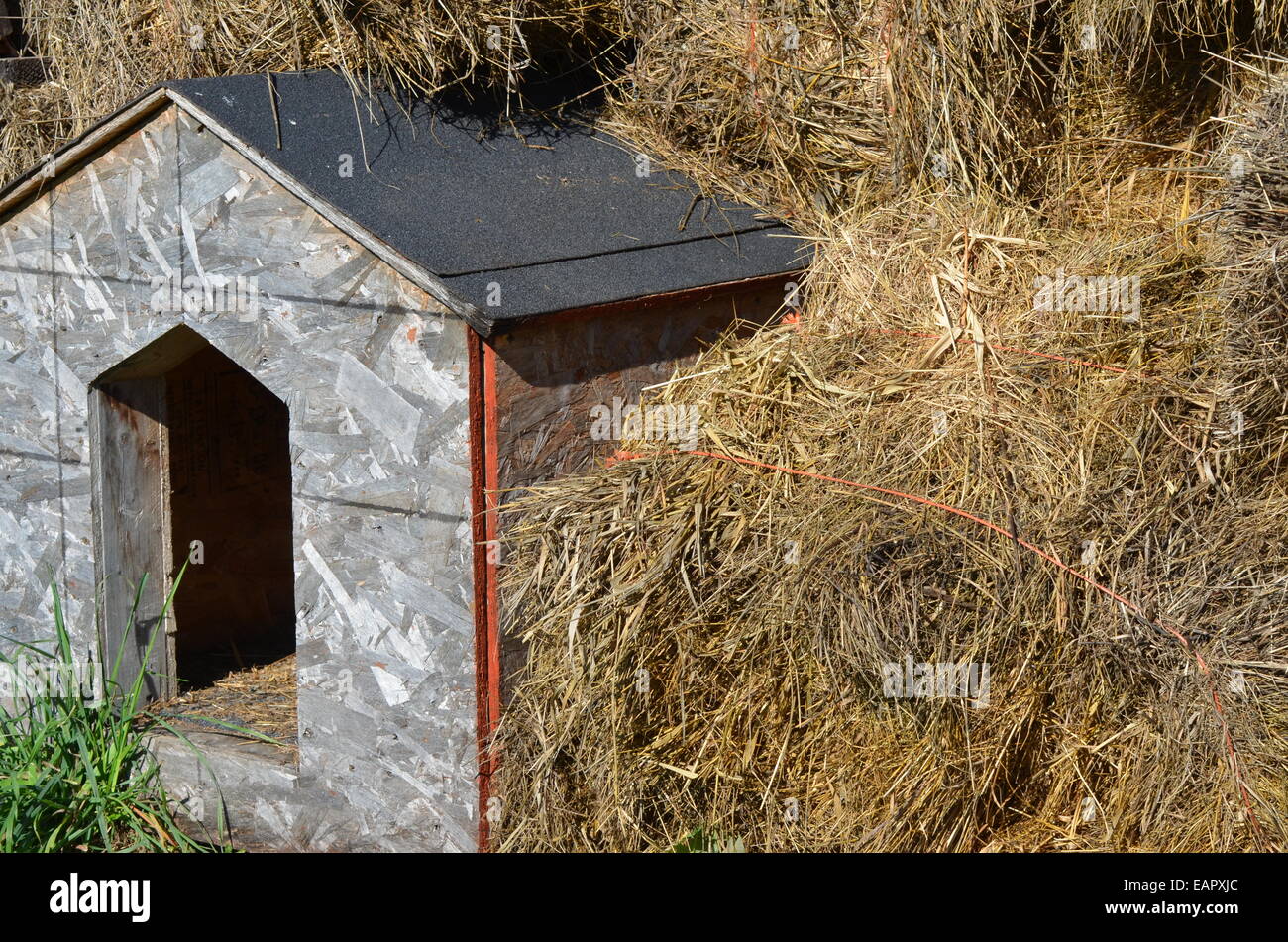 Heu oder Stroh um Hundehütte Stockfotografie - Alamy