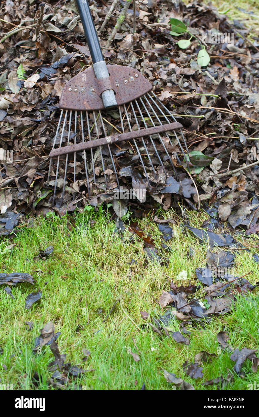 Draht Rasen Rechen zeigt, dass vergeilten Rasen unter angesammelten herbstlichen Blatt fällt. Norfolk. England. Stockfoto