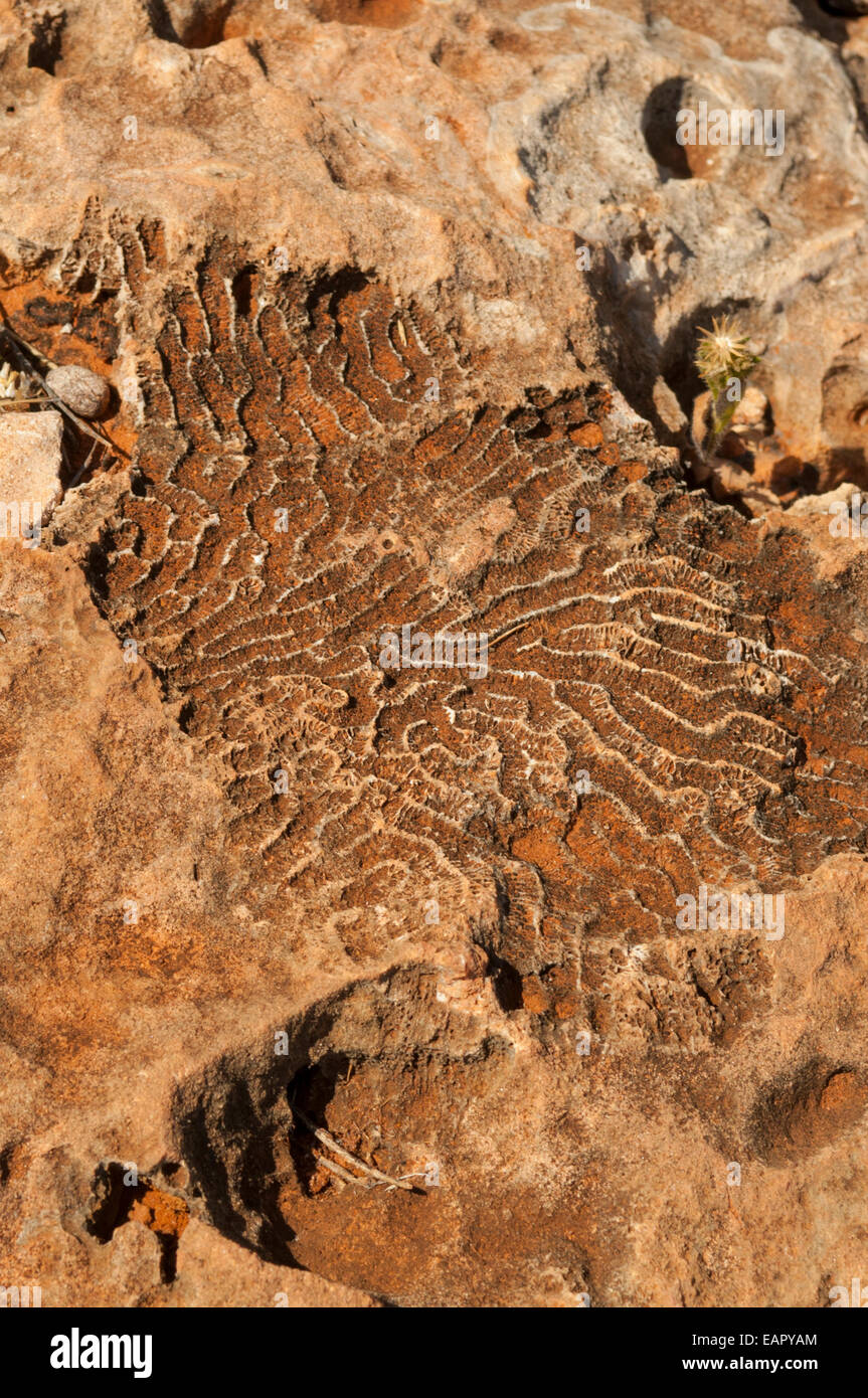 Korallen Fossil in Yardie Creek Schlucht, Cape Range NP, WA, Australien Stockfoto