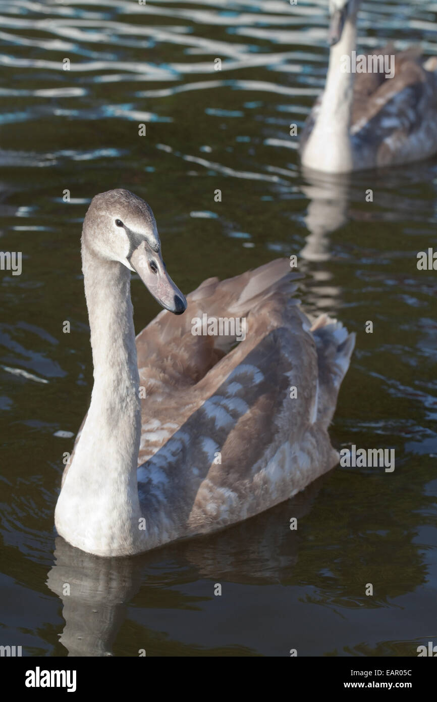 Höckerschwan (Cygnus Olor). Junge, juvenile, unreif, Cygnet des Jahres Vogel Essen Hand-outs aus menschlichen Besucher erwartet. Stockfoto