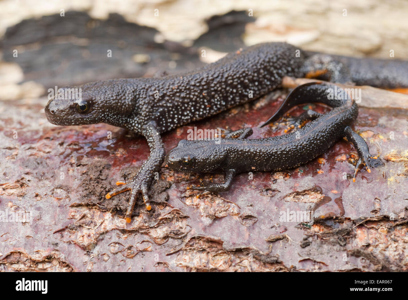 Great Crested Molche (Triturus Cristatus).  Erwachsene und unreif unter Protokolle. Terrestrischen Lebens Zeit jährliche Lebenszyklus. Stockfoto