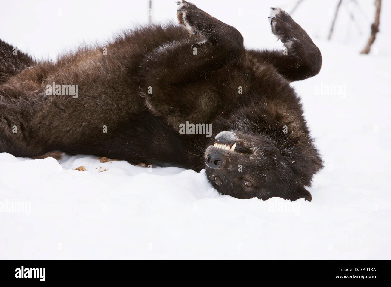 Wolf In * Phase * Rollen auf Schnee zu entfernen alte Fell und Jucken den Rücken im südöstlichen Alaska schwarz Stockfoto